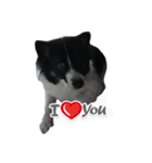 dog my friend（個別スタンプ：12）