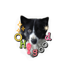 dog my friend（個別スタンプ：15）