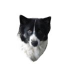 dog my friend（個別スタンプ：16）