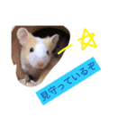我が家のパンダマウス ④（個別スタンプ：10）