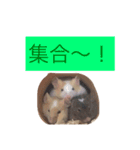 我が家のパンダマウス ④（個別スタンプ：11）