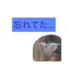 我が家のパンダマウス ④（個別スタンプ：13）