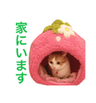 ヒッピー ＆ キャリー（個別スタンプ：20）