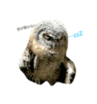 owl daily（個別スタンプ：1）