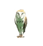 owl daily（個別スタンプ：2）