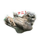 owl daily（個別スタンプ：3）