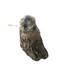 owl daily（個別スタンプ：4）