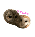 owl daily（個別スタンプ：5）