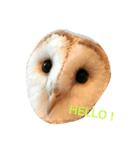 owl daily（個別スタンプ：6）