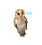 owl daily（個別スタンプ：7）