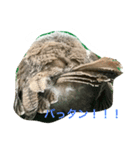 owl daily（個別スタンプ：8）