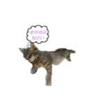 クイーンちゃん（個別スタンプ：4）