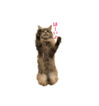 クイーンちゃん（個別スタンプ：10）
