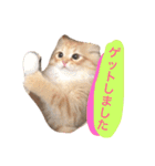 ラガマフィンのふーちゃん（個別スタンプ：1）