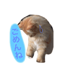 ラガマフィンのふーちゃん（個別スタンプ：4）