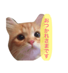 ラガマフィンのふーちゃん（個別スタンプ：8）