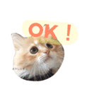 ラガマフィンのふーちゃん（個別スタンプ：9）