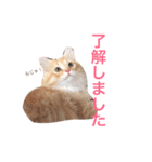 ラガマフィンのふーちゃん（個別スタンプ：12）