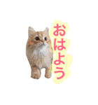 ラガマフィンのふーちゃん（個別スタンプ：14）