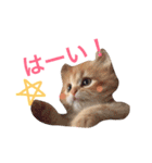 ラガマフィンのふーちゃん（個別スタンプ：15）