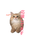 ラガマフィンのふーちゃん（個別スタンプ：16）