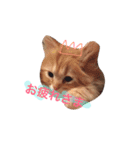 ラガマフィンのふーちゃん（個別スタンプ：17）