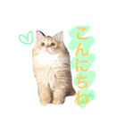 ラガマフィンのふーちゃん（個別スタンプ：20）