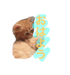 ラガマフィンのふーちゃん（個別スタンプ：23）