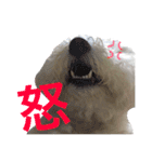 ビションフリーゼのミルキーさん（個別スタンプ：9）