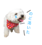 ビションフリーゼのミルキーさん（個別スタンプ：10）