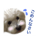 ビションフリーゼのミルキーさん（個別スタンプ：16）