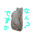 光一☆画伯と白猫写真～ロメ君☆第二弾～（個別スタンプ：34）
