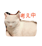 光一☆画伯と白猫写真～ロメ君☆第二弾～（個別スタンプ：37）