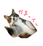 イケメンでぶ猫サスケの日常（個別スタンプ：1）