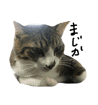 イケメンでぶ猫サスケの日常（個別スタンプ：2）