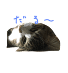 イケメンでぶ猫サスケの日常（個別スタンプ：3）