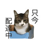 イケメンでぶ猫サスケの日常（個別スタンプ：6）