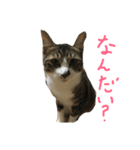 イケメンでぶ猫サスケの日常（個別スタンプ：8）