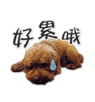 BB Lin（個別スタンプ：7）