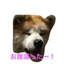 秋田犬フレンズ（個別スタンプ：1）