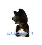 秋田犬フレンズ（個別スタンプ：2）