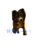 秋田犬フレンズ（個別スタンプ：3）
