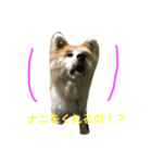 秋田犬フレンズ（個別スタンプ：4）