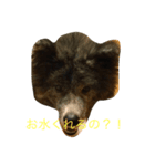 秋田犬フレンズ（個別スタンプ：5）
