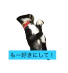秋田犬フレンズ（個別スタンプ：7）