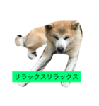 秋田犬フレンズ（個別スタンプ：8）