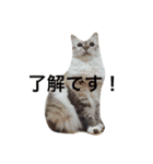 日々プク（個別スタンプ：8）