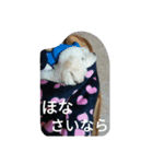 舞鶴弁クリ（個別スタンプ：2）