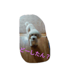 舞鶴弁クリ（個別スタンプ：4）