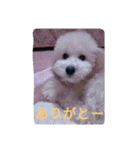 舞鶴弁クリ（個別スタンプ：8）
